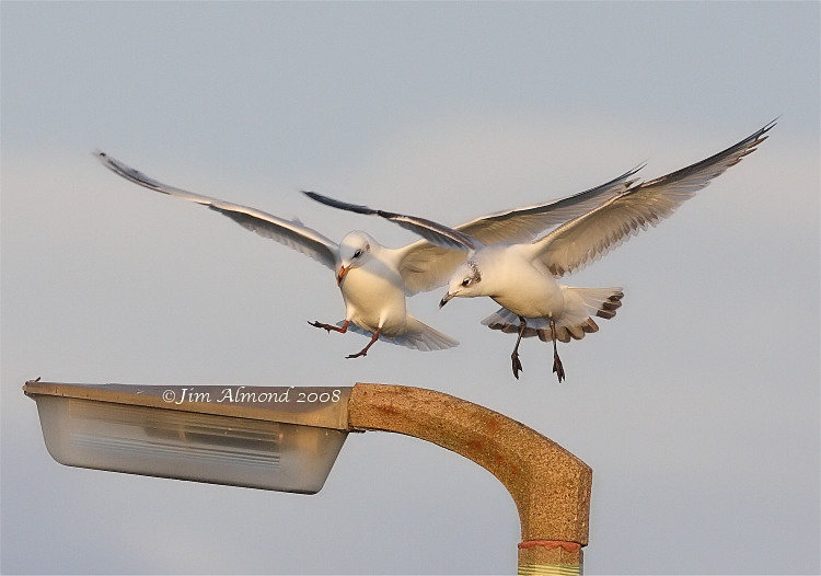 Mediterranean Gulls 1st and 2nd Winter  landing on light IMG_8179